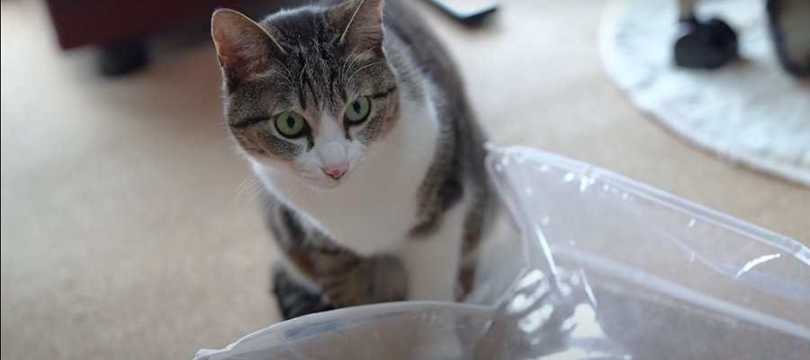 空き袋に夢中な猫ちゃんズ、もぐって遊んで大満足♪