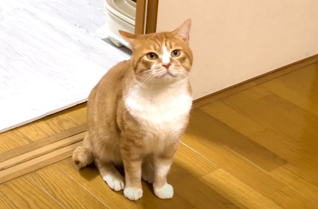 保護猫が『先住猫と初対面した夜』にとった行動…勇気を出して頑張った姿に泣けると49万4000再生「優しさが凄い」「皆と幸せに」