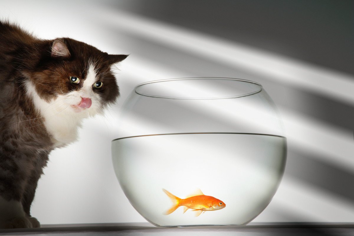 猫と暮らすのに向いていない『相性の悪い動物』3選 互いに与える悪影響や思わぬトラブルの危険性まで