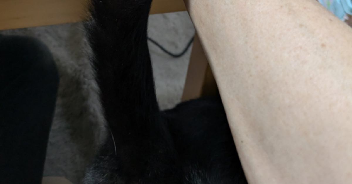 飼い主さんがPCで作業をしていたら、猫が腕に…予想外の『可愛すぎるアピール方法』が43万表示「羨ましいネコハラｗ」「見事なアーチ」