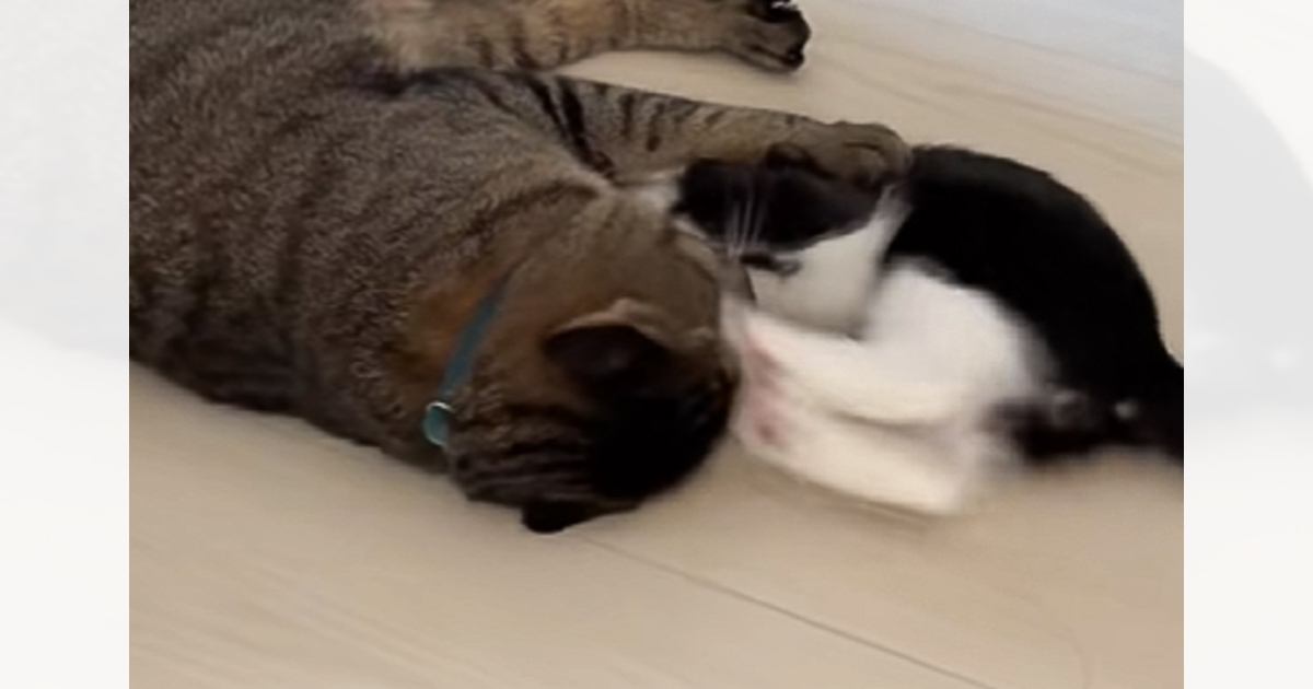 子猫の『顔面連続キック』に……お兄ちゃん猫が見せた『まさかの反応』に笑っちゃう人が続出「偉いし可愛いｗ」「何アイツって感じｗ」と24万再生