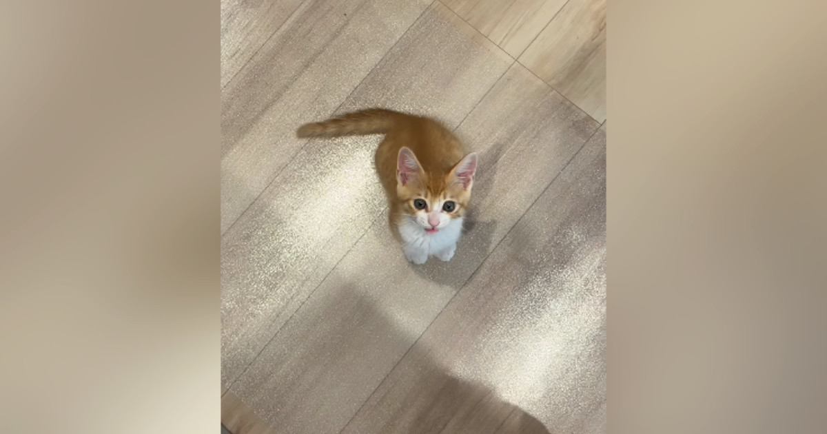 台所に立っていると、いつも近くにやって来る子猫…『かわいすぎる行動』に笑ってしまう人が続出「そばにいたいんだねｗ」「甘えん坊で可愛い」