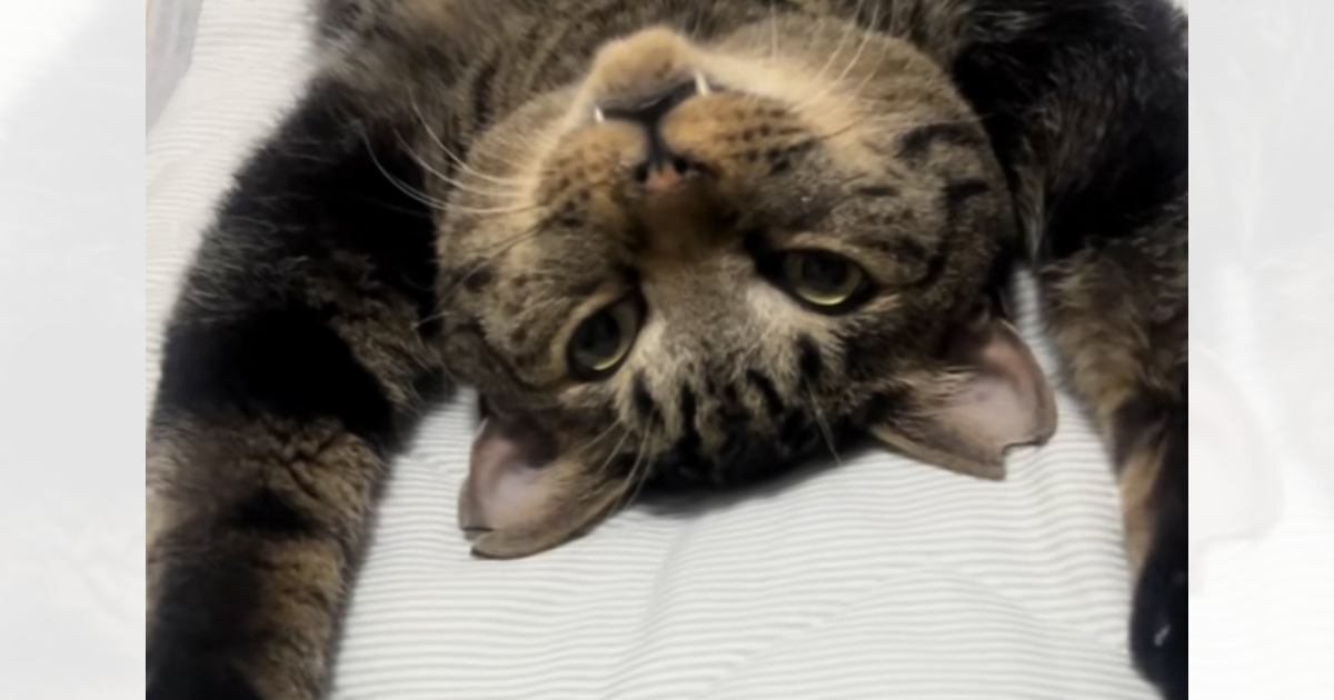 『ベッドの上にいる猫』を見て思わず笑った飼い主さん→SNSにあげると…とんでもない寝相が話題となり94万再生「猫背治るｗ」「手術の体勢ｗ」