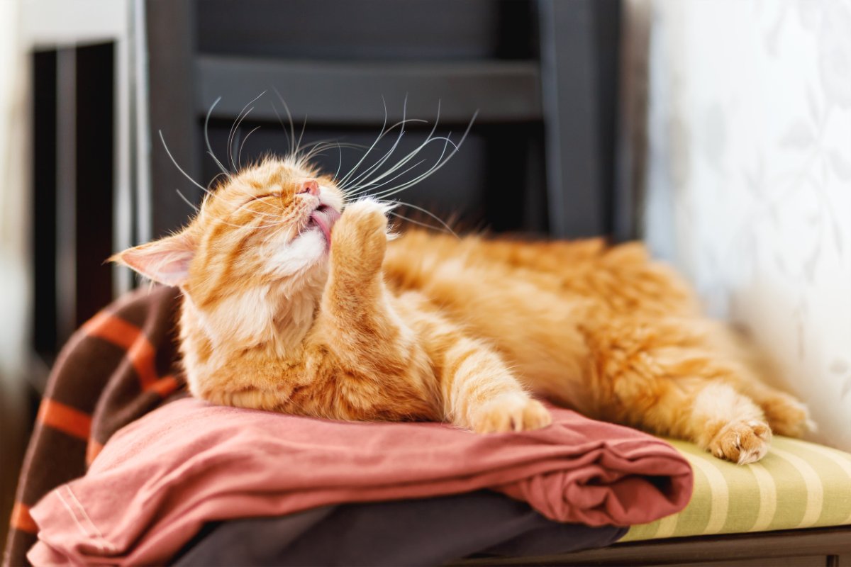 猫が『洗濯物の上』に乗ってくる理由3つ　干したばかりなのに…防ぐ方法はある？