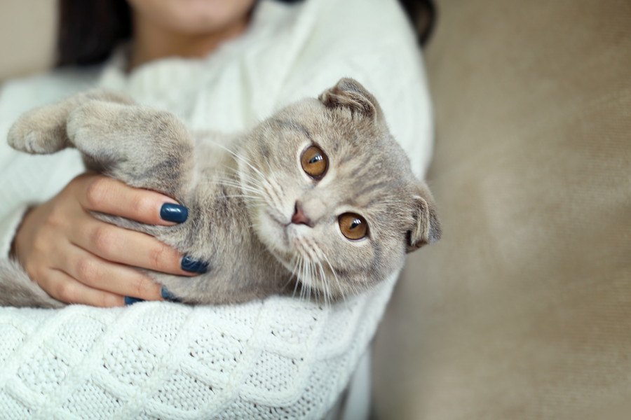 猫が抱っこさせてくれる人とさせてくれない人の違い4つ