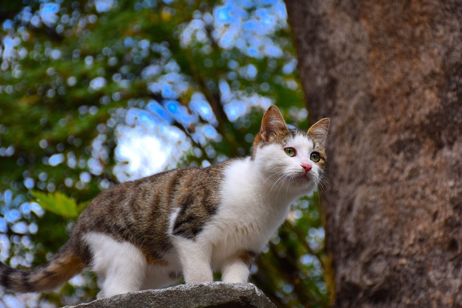 猫リパブリックが他の猫カフェと違う理由