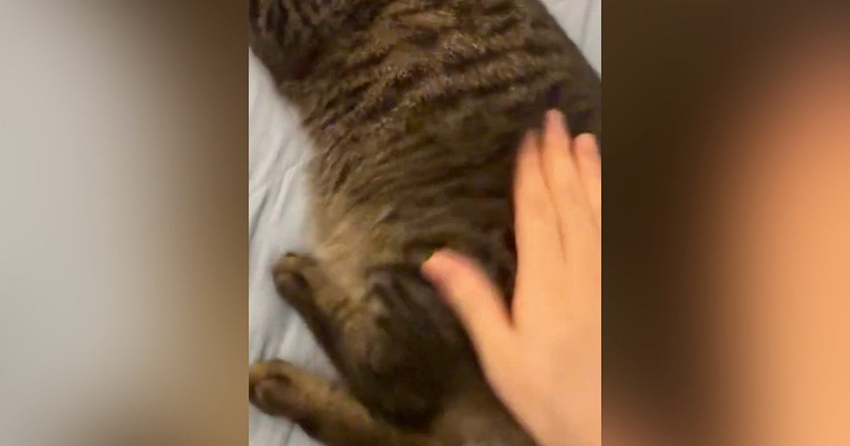 おしりをぽんぽんと叩いてもらってご機嫌な猫→飼い主が『手を止める』と…続けざるを得ない展開に「可愛すぎる」「たまらんわ」と１万いいね