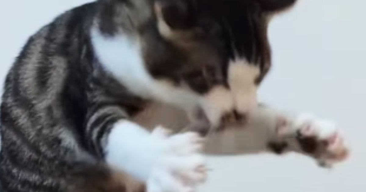 全身を使って『ドライヤーの風と戦っていた子猫』が、成長した結果…爆笑の展開に２万いいねの反響「最後は変わってないｗ」「おててがやばい」