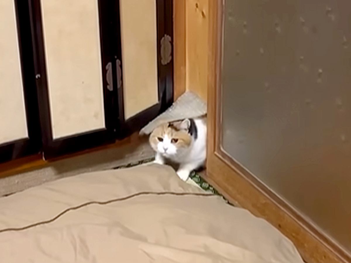 “猫用ドア”から出てきた三毛猫→パパの膝に乗るかと思ったら…圧倒的に『小悪魔すぎる姿』が92万再生「ぽてぽてが歩いとる」「推し猫です」