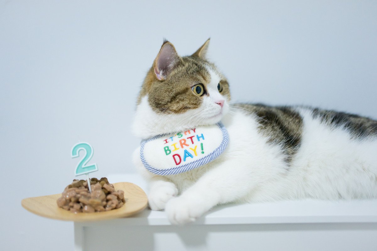 愛猫の『お誕生日』3つのお祝いアイデア　プレゼントやディナー…ほかには？