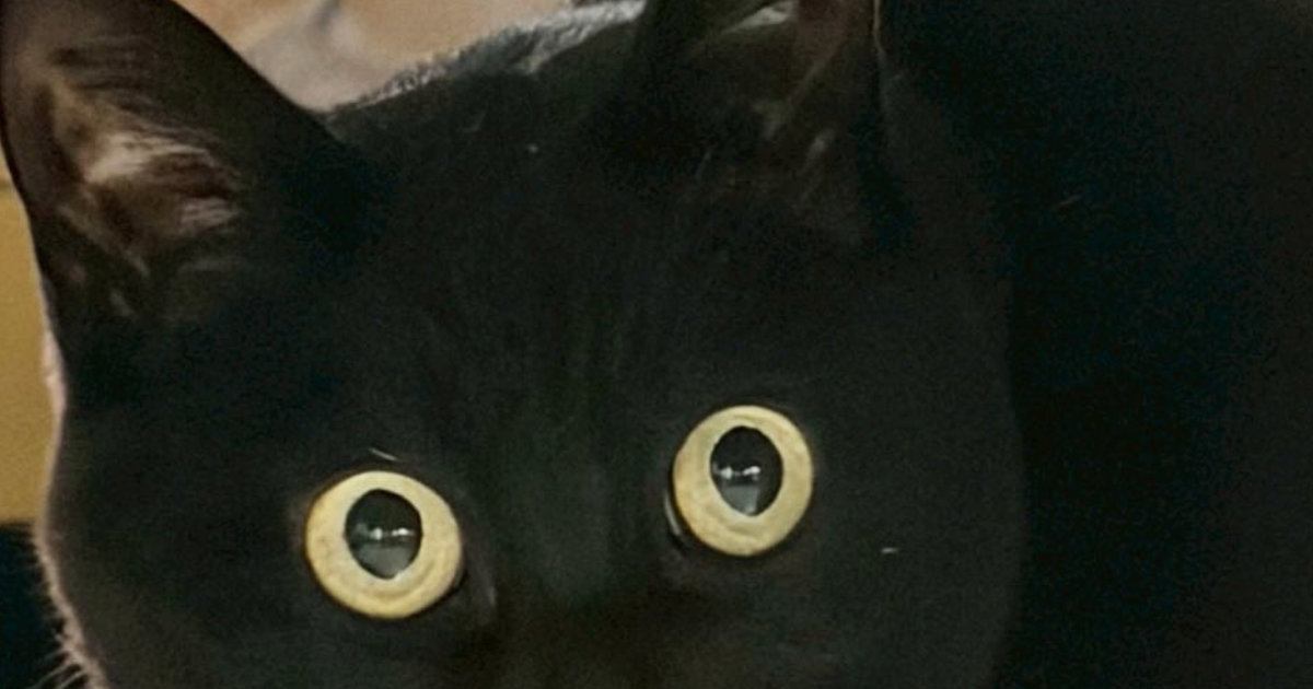 久しぶりに帰宅した『娘』に……黒猫が見せた『まさかのリアクション』に２万いいね「めっちゃ笑った」「マンガみたいな顔ｗ」と爆笑の声