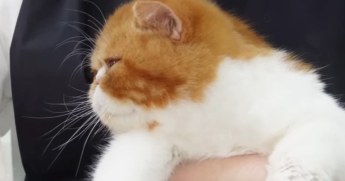 プロにシャンプーをしてもらう子猫→乾かしてもらっている最中に…『まさかのポーズ』が10万再生「めちゃめちゃ可愛いｗ」「たまらんね」