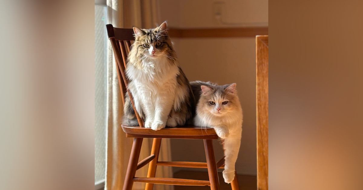 『前世はプロモデル？』いっしょに椅子に座る2匹の猫…あまりにも素敵なポーズに１万いいね「うわーカッコいい」「隠しきれない誇りを感じる」