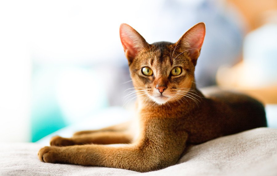 2026年「人気の猫種・トップ10」が発表される　2年連続で「あの種」が1位に！　米国