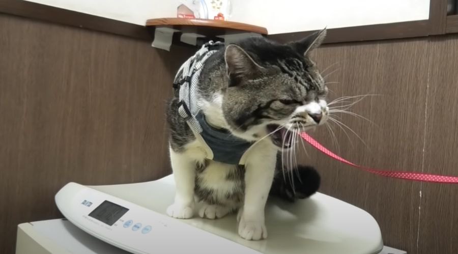 やっぱり“シャー”！病院で激おこな猫ちゃん