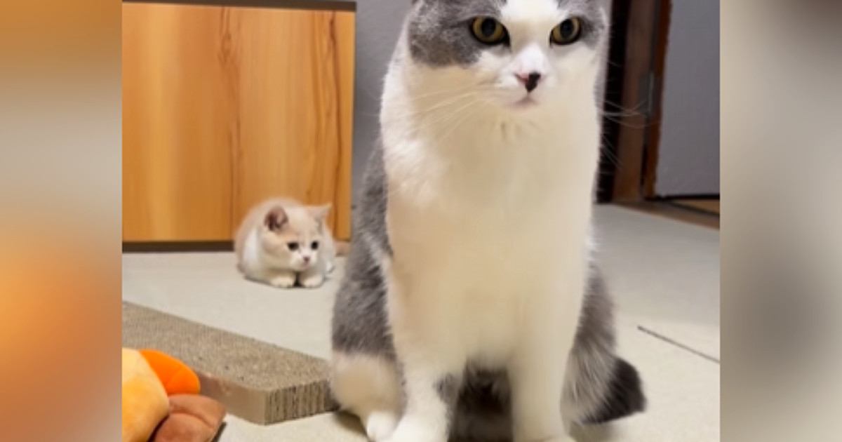 先住猫のしっぽを見つめる子猫→アタックをしかけてみると…微笑ましいやり取りの様子に「ずっと見ていられる」「優しいお兄さんだね」と反響