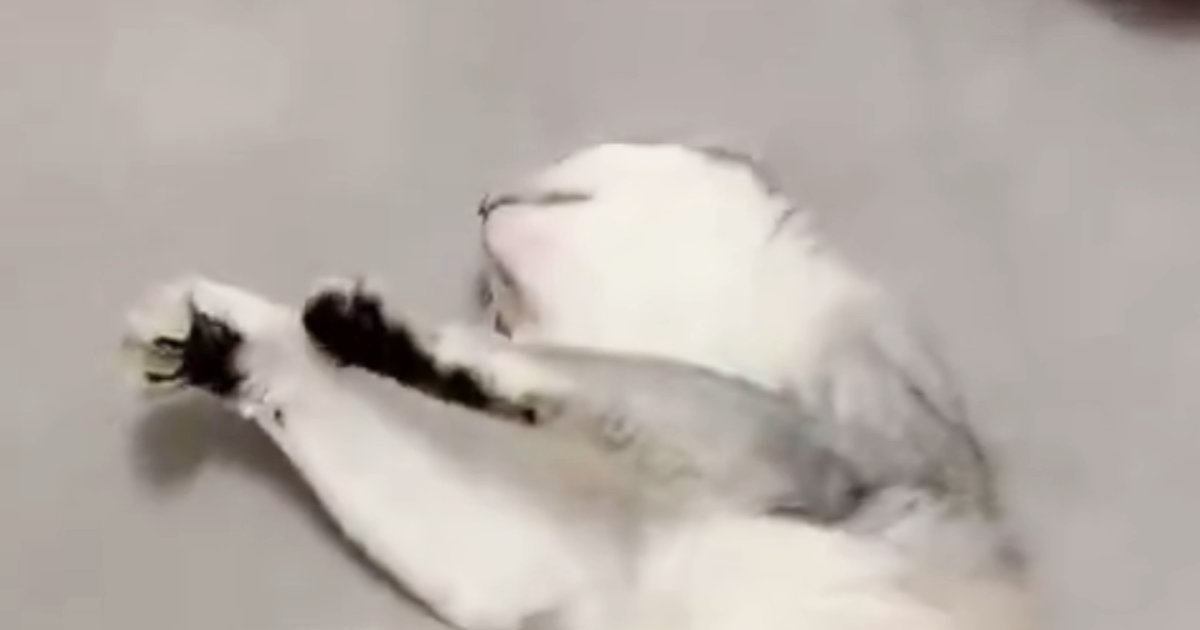 撫でるのをやめたのに、『余韻』が残っていたようで…猫が見せた『可愛すぎる行動』に悶絶の声「ハートを撃ち抜かれた」「たまらん」と２万いいね