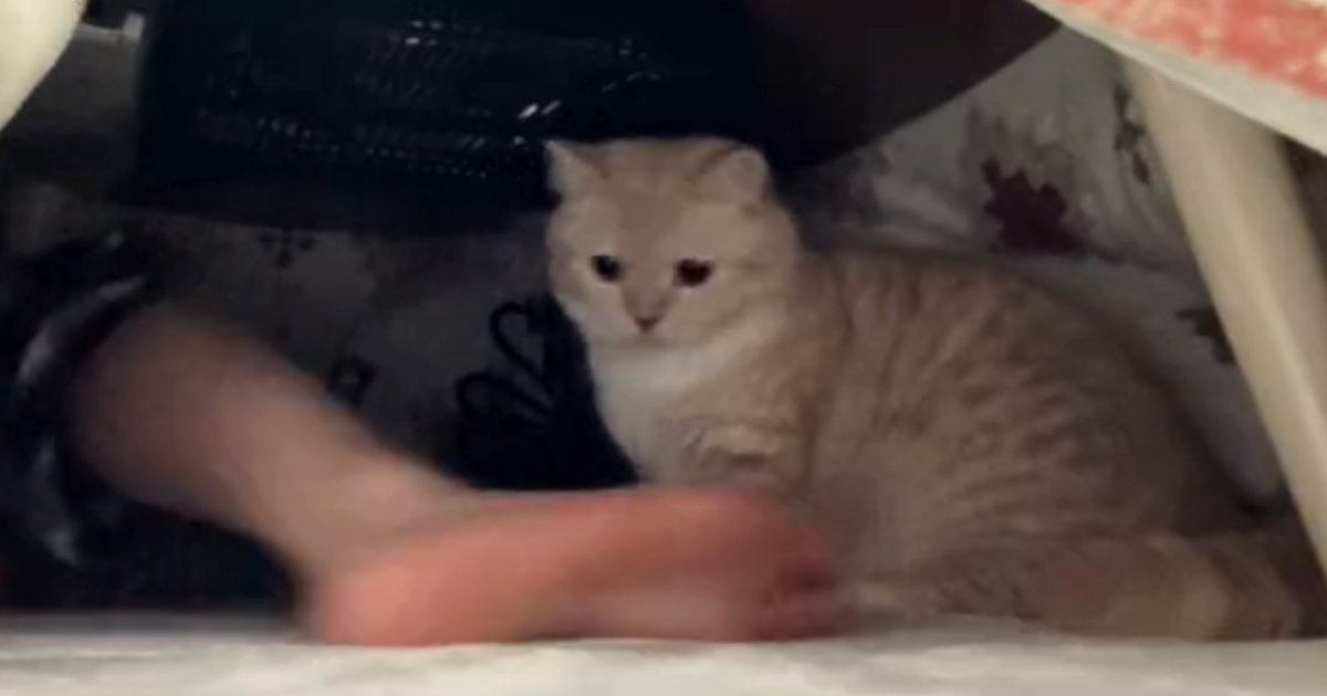 こたつの中で『ホットカーペットを満喫する猫』→人間の足が入ってくると…笑ってしまう光景が61万再生「縄張りだねｗ」「マジで可愛すぎる」