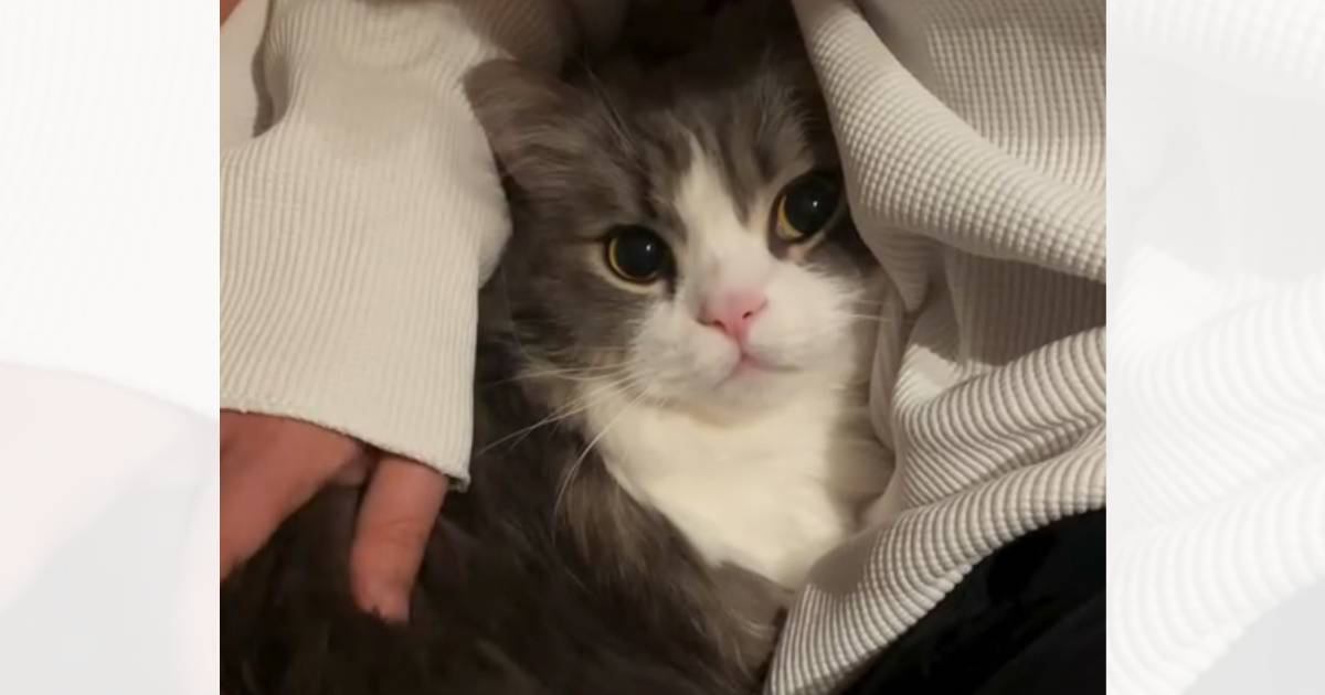 パパがソファに座って仕事をしていたら、猫がやって来て…悶絶必至の『可愛すぎる行動』に13万いいね「や、やばい」「本当にかわいい」