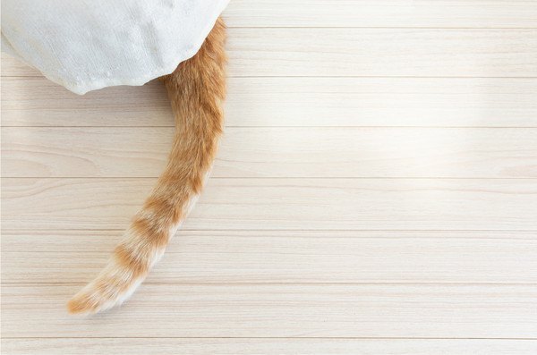 猫を踏んだ時の対処法と予防策。踏まれやすいのには理由があった！