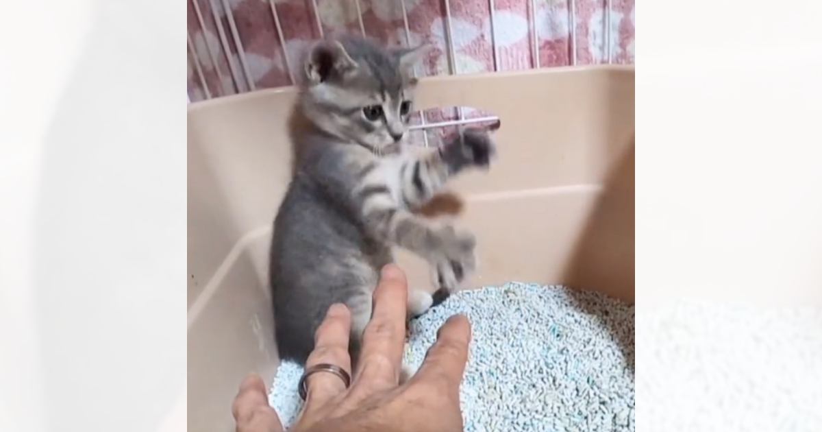 「ハートが大ケガしちゃう」小さな子猫に手を近づけた結果…可愛すぎる反応にノックアウトする人が続出「やばいやられたｗ」「ぐはぁ…」