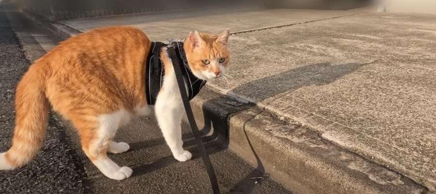 やんのかポーズで戦闘モードに突入する猫ちゃん