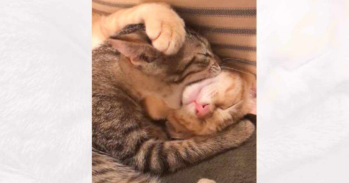 寝ているきょうだいの顔を『ガブッ』っと食べようとした猫…まさかの『可愛すぎる瞬間』が191万再生「愛だね」「美味しそうｗ」