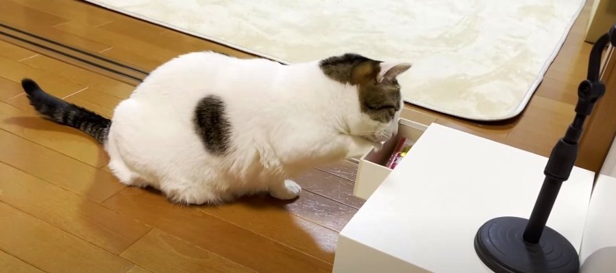 『もっとほしい！』オヤツが入っている引き出しを器用に開けちゃう猫さん