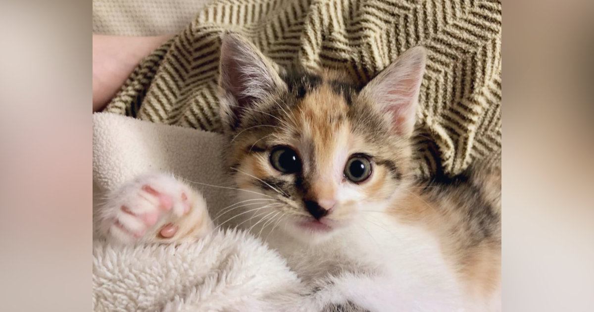 挨拶をするかのように『右側のおててをあげていた子猫』→成長した『現在の様子』を見ると…尊すぎる光景に１万いいね「昔も今もかわいい」