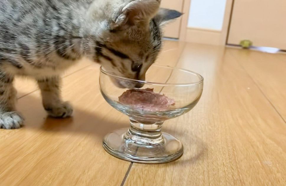 保護した子猫の『初めての食事』撮ってみたら…驚きの反応に涙があふれでると159万再生「素直に感動」「本当によかった」の声