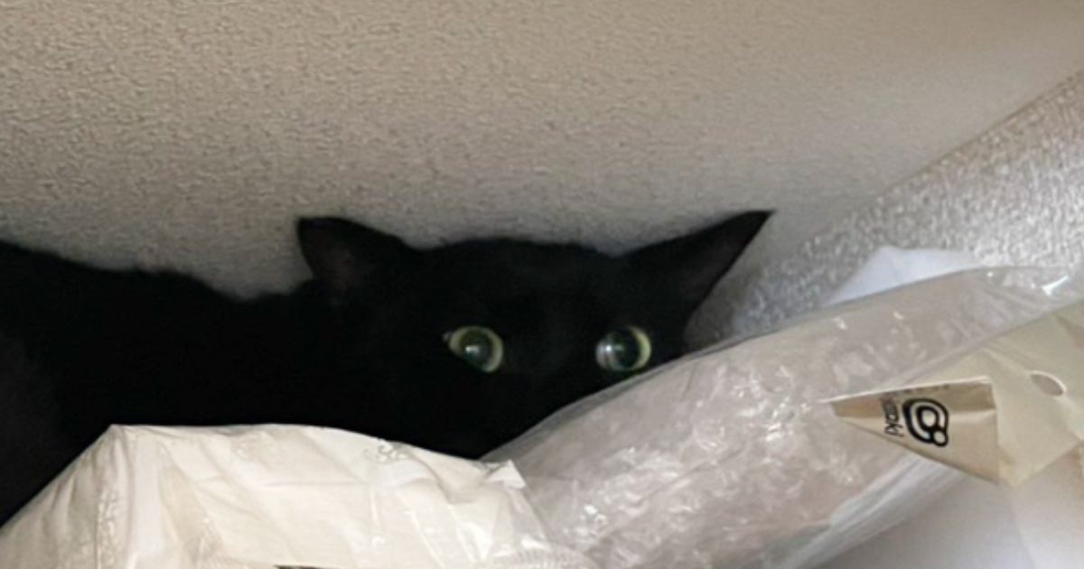 業者の人が来る前に逃げそびれて……黒猫が見せた『可愛すぎる行動』に1万いいねの反響「愛おしいねぇ」「詰まっている感じが最高ｗ」