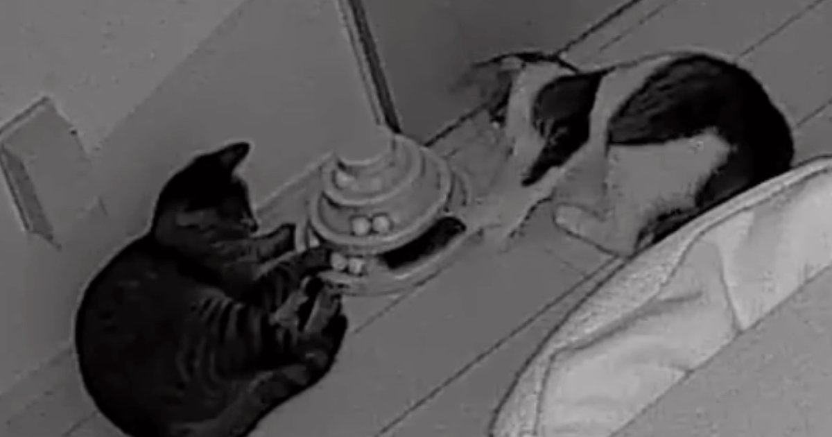 夜中に『カチャカチャ』と謎の物音→家にあるカメラを確認したら、『2匹の猫』が…まさかの光景に「めっちゃオモロイｗ」「なんて可愛いの」
