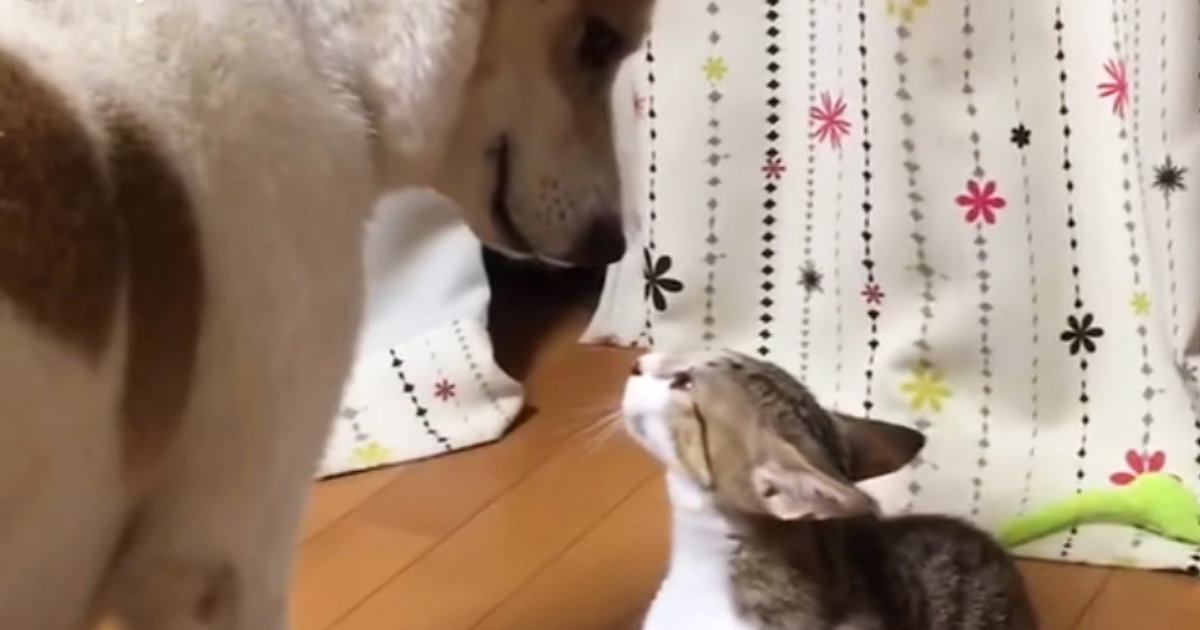 犬に命を救われた『小さな子猫』→元気いっぱいに育った結果…あまりにも尊い『2匹の様子』が47万再生「自分のこと犬だと思ってそうｗ」