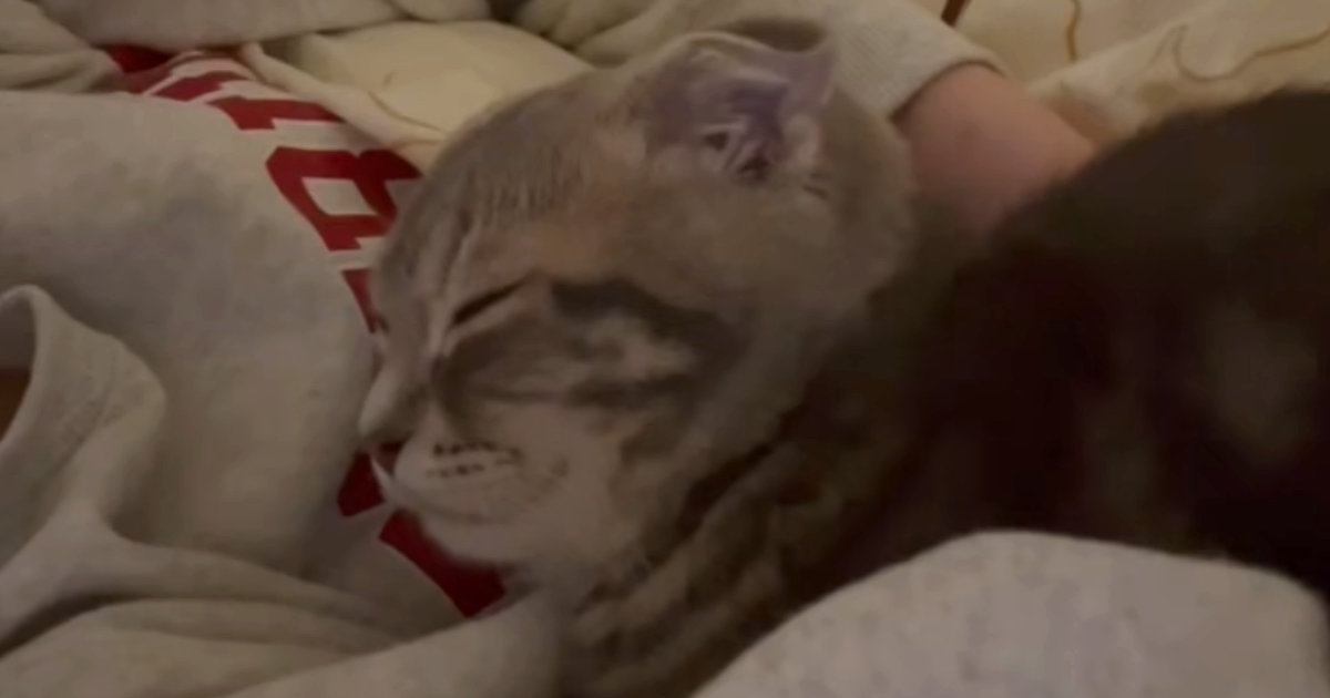 猫が動物病院に行く日→『1日の様子』を撮ってみると…思わず癒される光景が15万再生「可愛すぎてやばい」「幸せそうだね」とSNSで反響