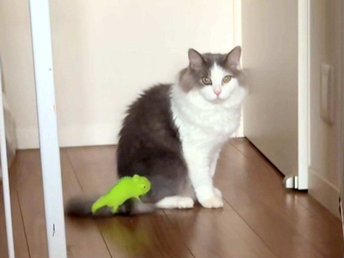 『カメレオンのぬいぐるみ』を猫のしっぽにつけたら、全然気づく様子がなくて…次の瞬間見せた『まさかの反応』が31万再生「二度見してて草」