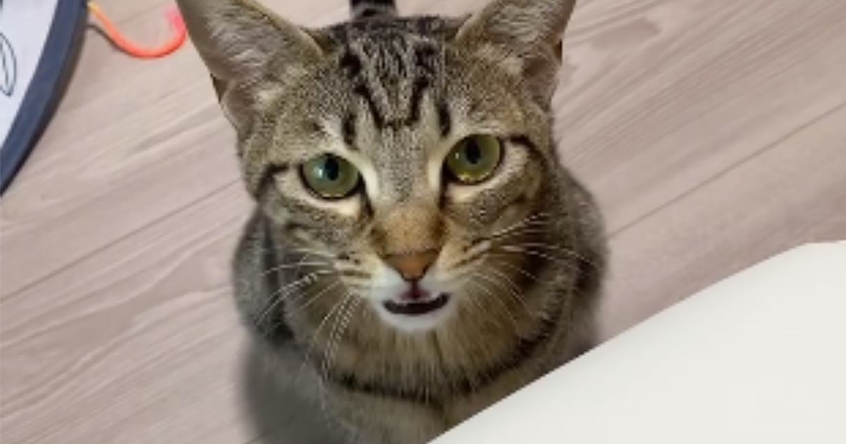 突然何かを訴えはじめた猫→なんだろうと思っていると…反則級に可愛い『驚きの鳴き声』が73万再生「本当に言ってる」「1億回いいね押したい」