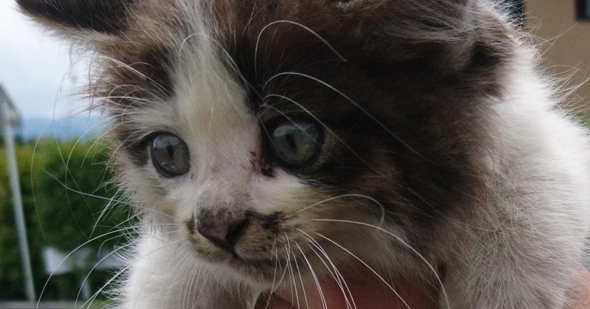 パヤパヤの子猫を保護して7年後…劇的に変化した『現在の様子』に1万いいね「どちらも超可愛い」「素敵な人に出会えてよかった」