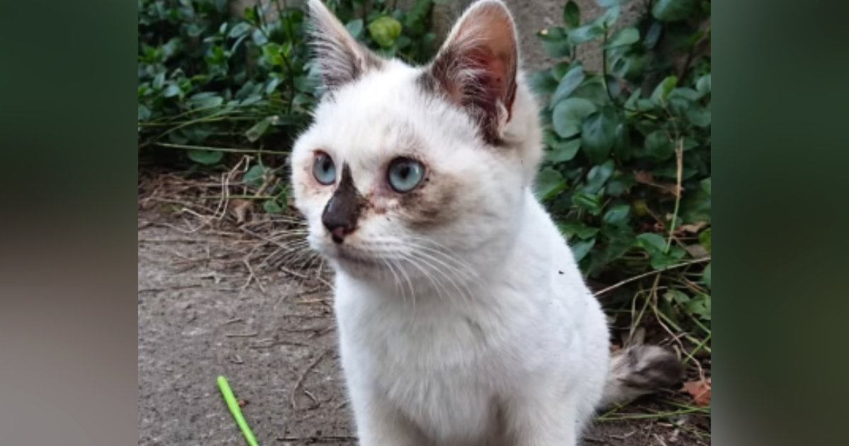 寒い時期に外で暮らしていた『ほぼ白色だった子猫』→保護されて６年…見違えるビフォーアフターに「日焼けしたのかな」「幸せになったね」の声