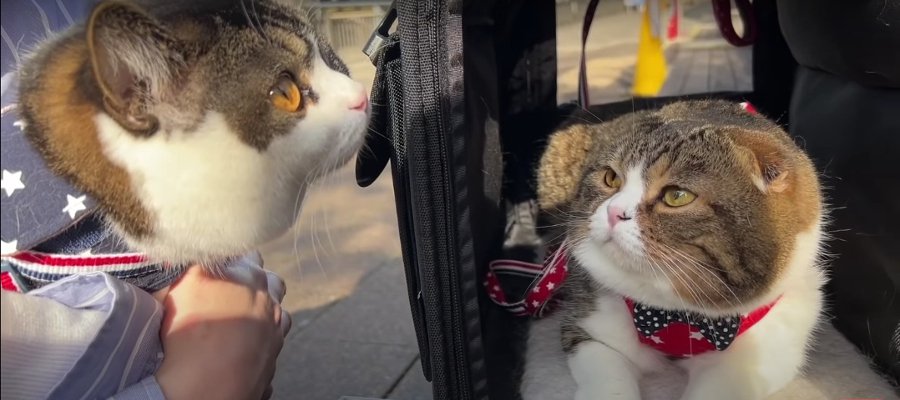 おめかししてお花見散歩をする猫さんたち！