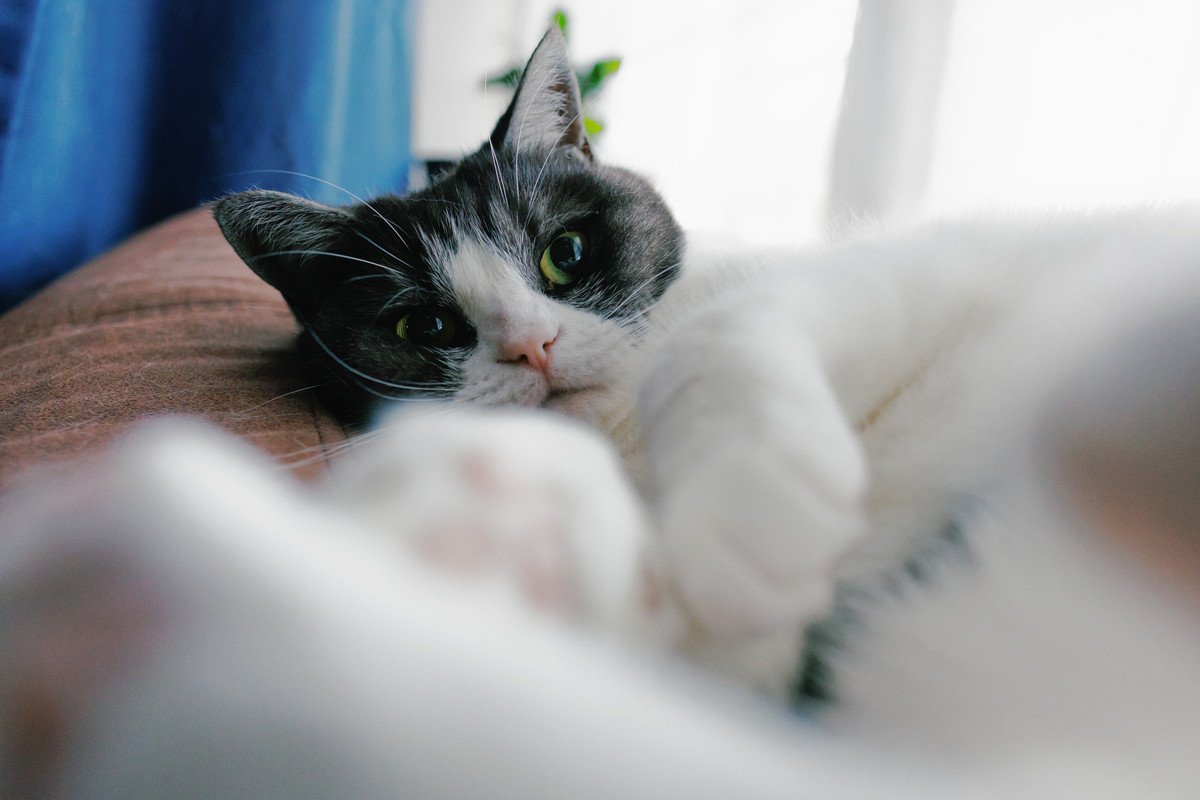 猫が隙あらば『人のイスを奪いたがる』3つの理由　少し席を立っただけなのに…上手な対処法はある？