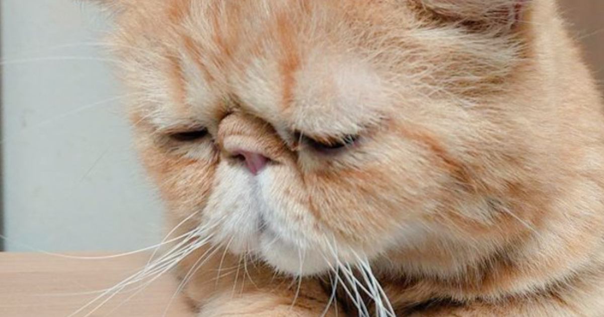 困ったような表情を浮かべていた猫→すぐ後ろには…「笑いが止まらないww」「絶対後ろ向けないね」まさかの瞬間に3万いいねの反響