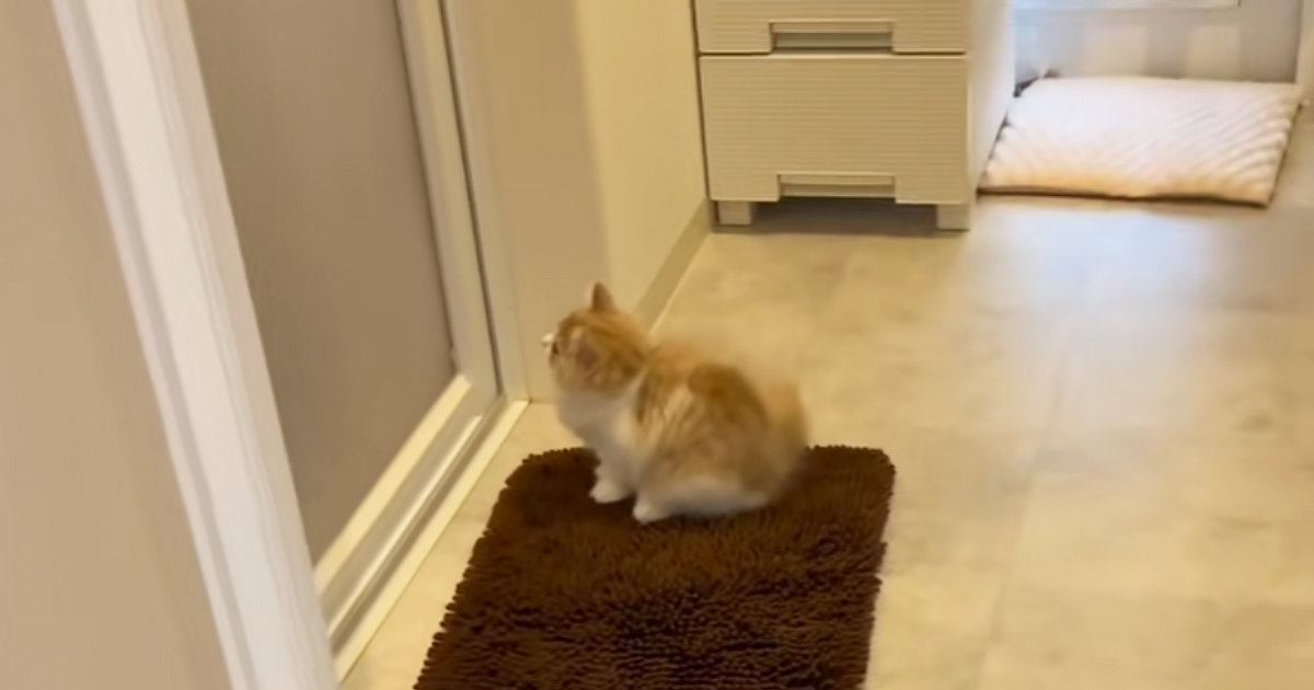 飼い主さんがお風呂に入っていると、ドアの前で猫が…ずっと待ち続ける"健気な姿"が可愛すぎると21万再生「なんていじらしい」「嬉しいね」