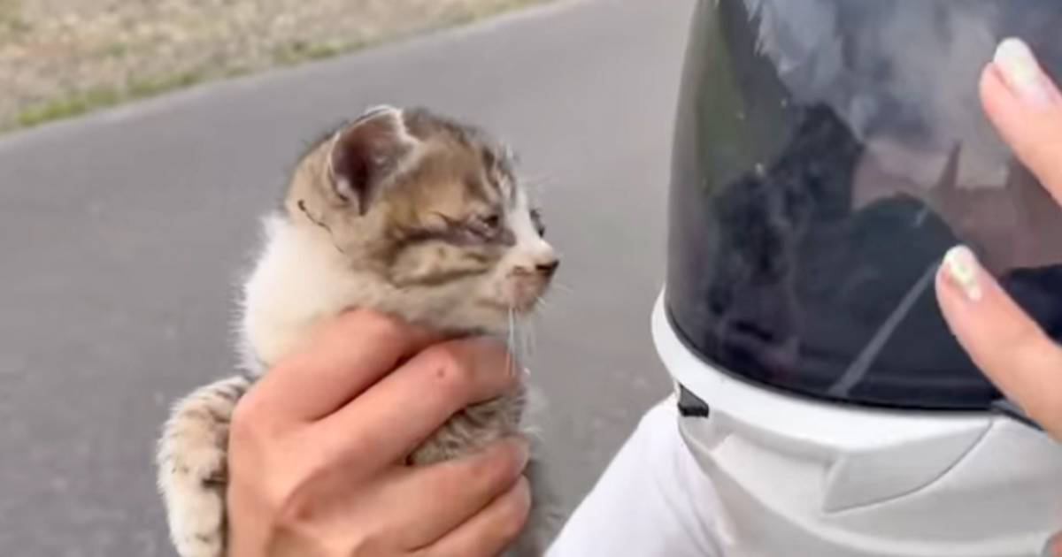 ドライブ中に道を間違えたら、『フラフラと歩く子猫』が…まさかの出会いと『後の様子』に涙がでると72万再生「運命の出会い」「ありがとう」