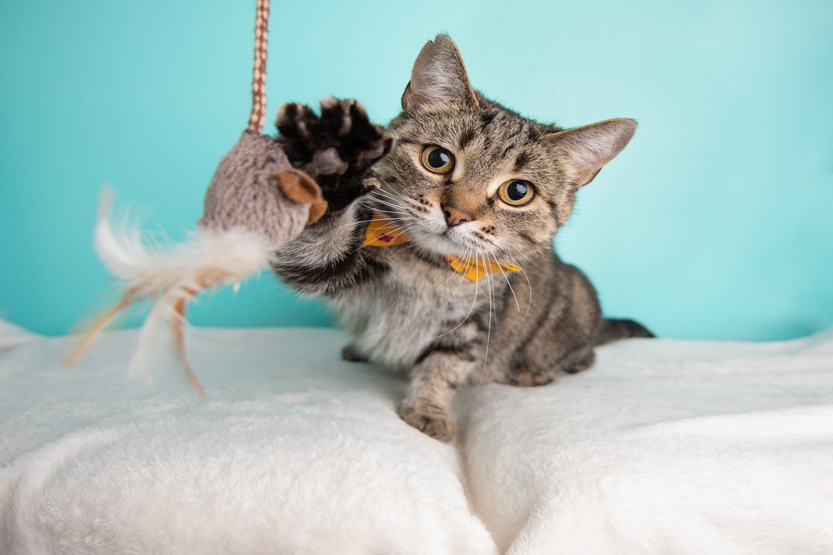 猫が物に向かって『パンチ』する理由3つ　興味？警戒？行動の意味とは
