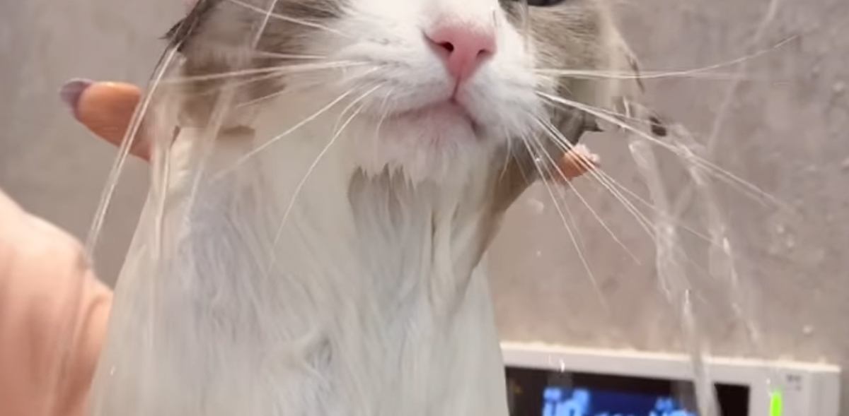 匂いが気になる猫→半年ぶりに『お風呂』に入れてみた結果…まさかの表情が可愛すぎると7万再生「反応に笑ったｗ」「とても癒された」