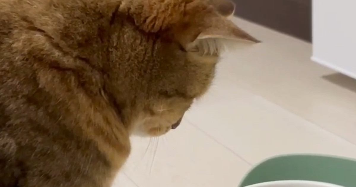 猫が水を飲んでいると思ったら…『顔』を見ると→予想外の『笑ってしまう光景』に「めちゃめちゃ可愛いｗ」「尊くて涙が出る」と反響