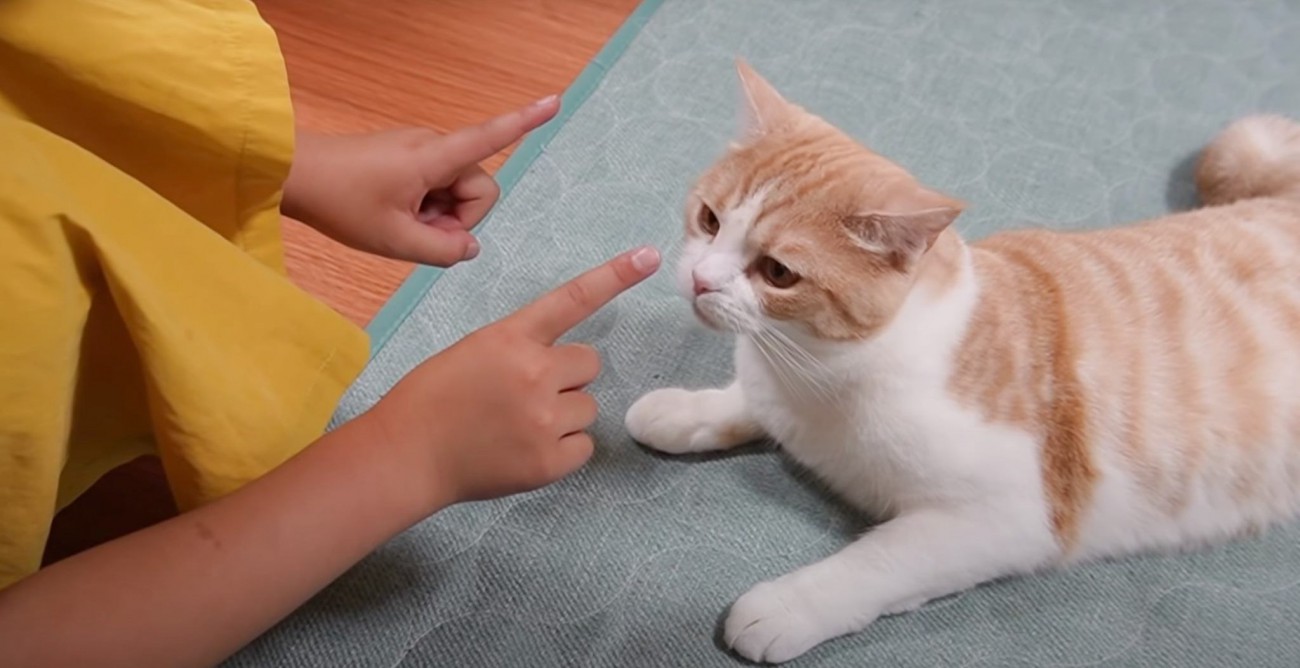 次女が猫に質問してみた結果…まさかの『会話が成立する』光景が愛に溢れていると4万再生の反響「まさに以心伝心」「ほんとに素敵」の声