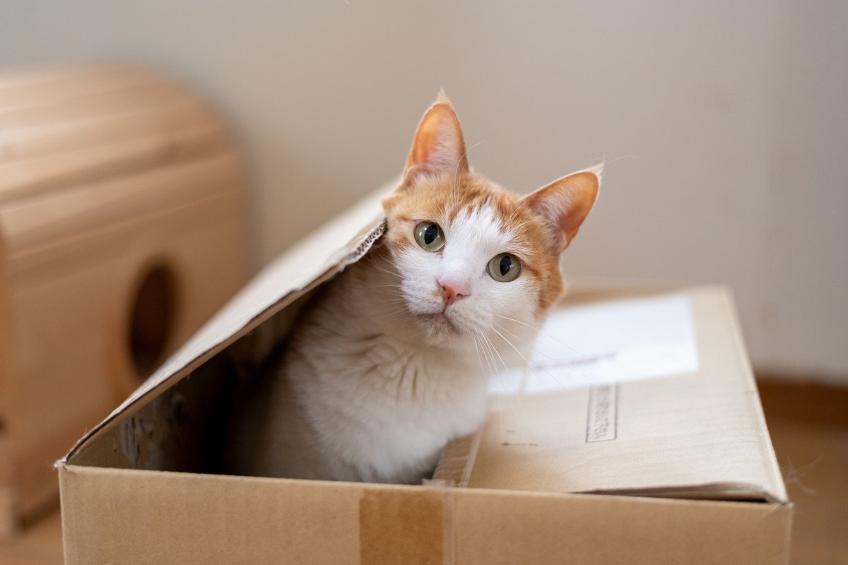 猫が『ダンボール』を好む理由4選　入りたがる心理やおすすめの活用法もご紹介