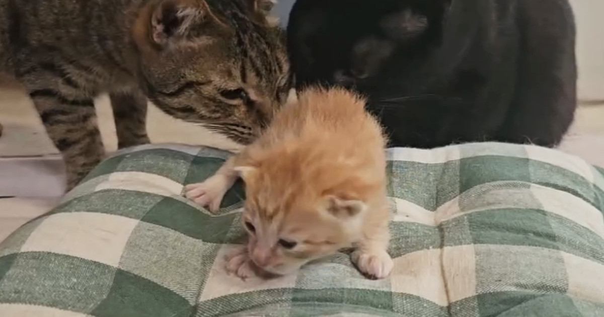 『生まれて間もない子猫』が鳴いていると…1匹の猫が見せた『素敵な行動』に感動の声「母性本能かな」「自分の子じゃないんだ」と２万いいね