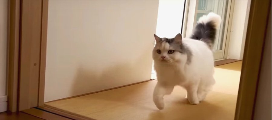 『ご飯！』に反応して猛ダッシュする猫ちゃん